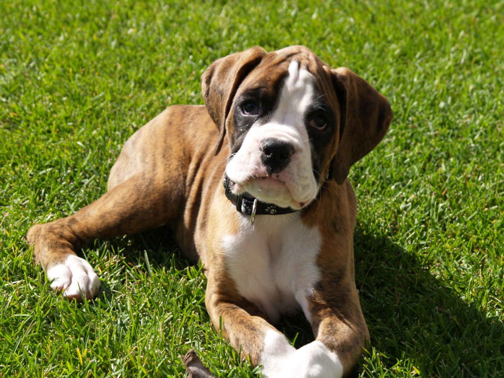boxer dog temperament male