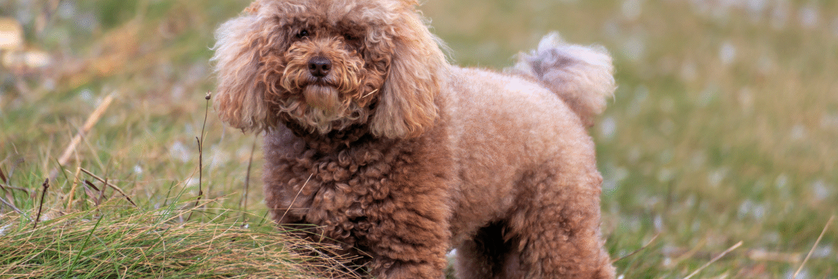 Choosing a Miniature Poodle as Your Retirement Companion